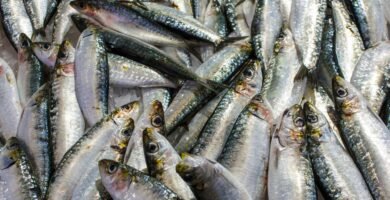 a bunch of fish that are on a table